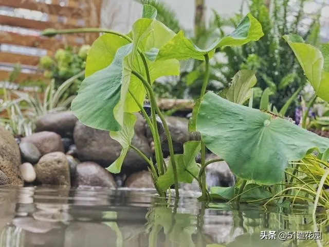 南北花园给排水问题差异大,你知道吗?- 南北花园给排水问题差异大,你知道吗?-